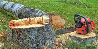 Trusted Riverwoods, IL Tree Services Experts