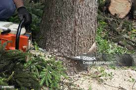Best Commercial Tree Services  in Riverwoods, IL