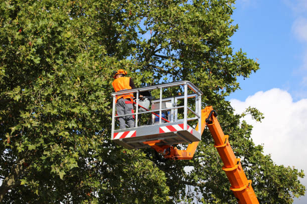 How Our Tree Care Process Works  in  Riverwoods, IL