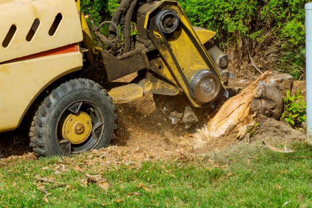 Best Tree Health Inspection  in Riverwoods, IL