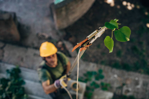 Best Emergency Tree Removal  in Riverwoods, IL