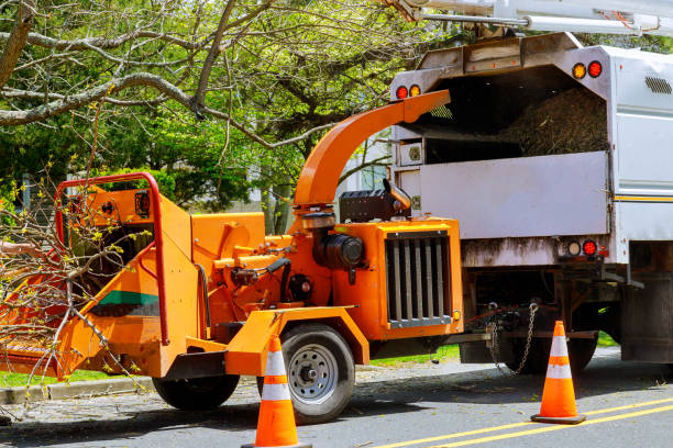 Best Tree Maintenance Programs  in Riverwoods, IL