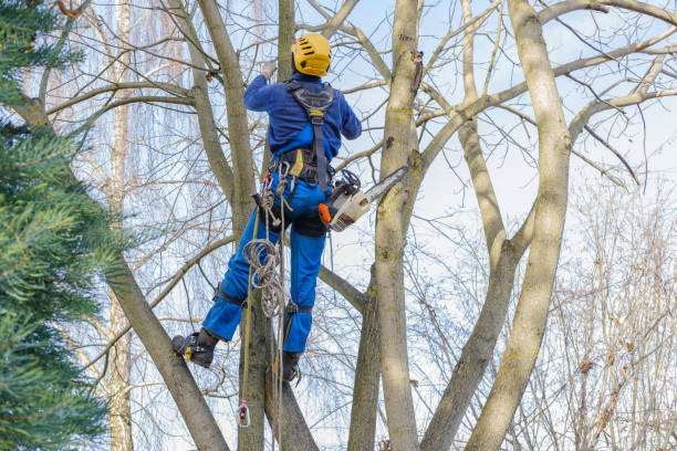 Best Tree and Shrub Care  in Riverwoods, IL