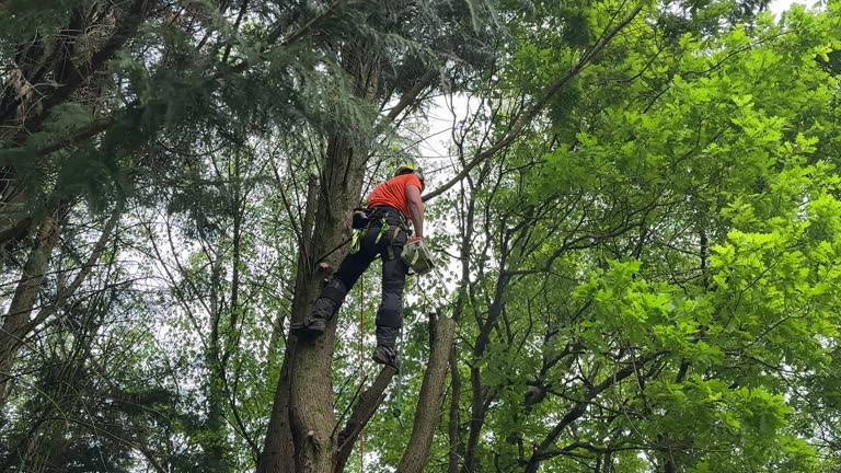 Best Hazardous Tree Removal  in Riverwoods, IL