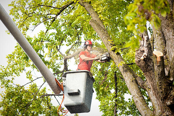 Best Tree Risk Assessment  in Riverwoods, IL