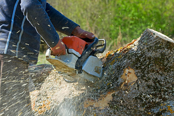 Best Tree Preservation Services  in Riverwoods, IL